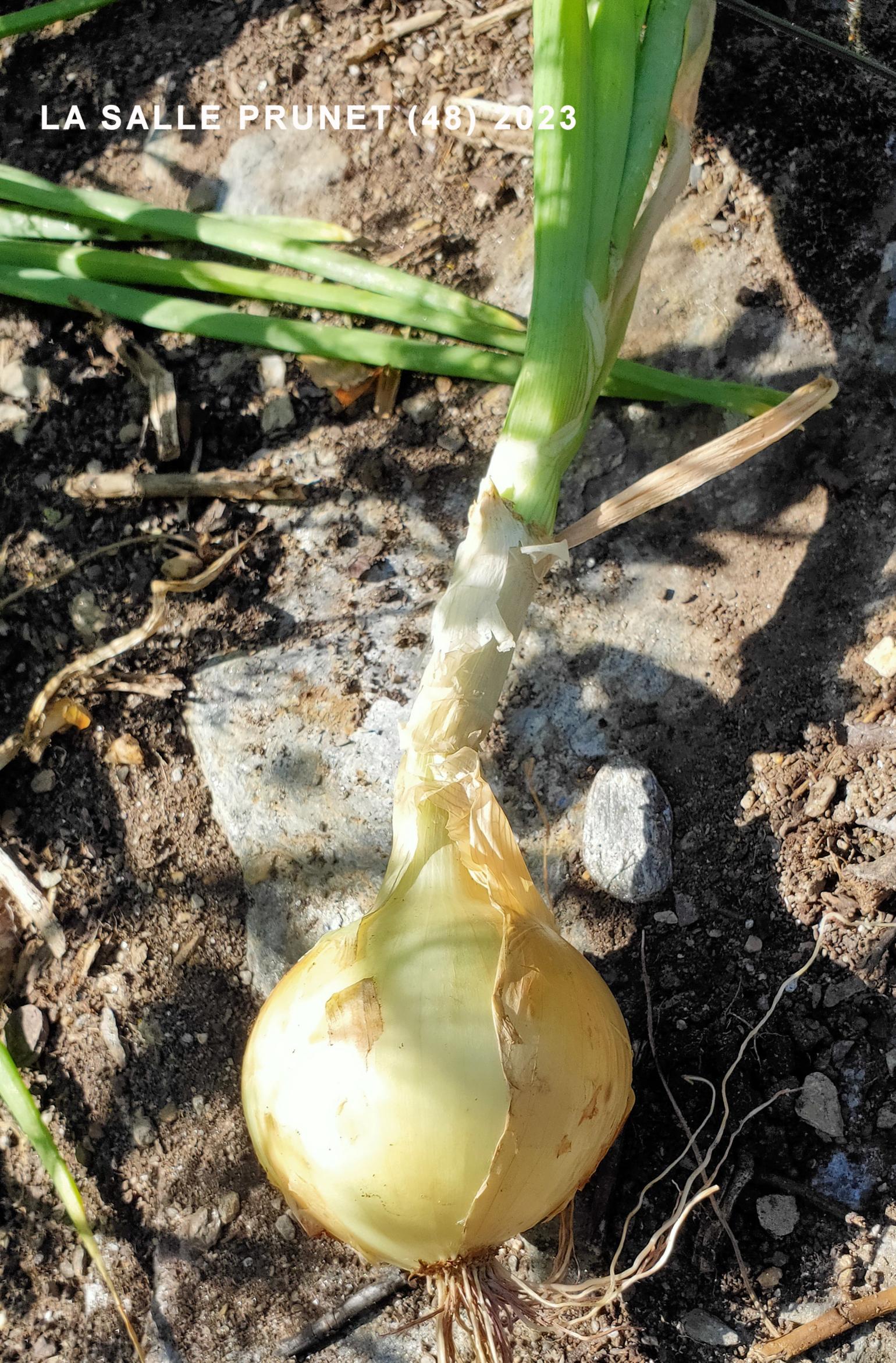 Onion, Cultivated